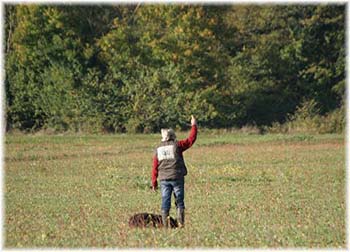 Elevage du CLOS DE LA LUETTE - COPYRIGHT DEPOSE